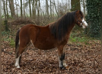 Welsh A (Mountain Pony), Stallion, 1 year, 11,3 hh, Brown