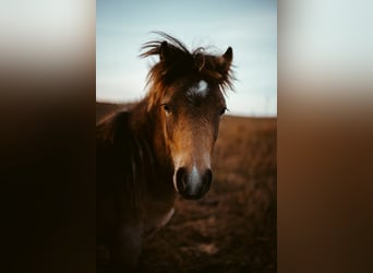 Welsh A (Mountain Pony), Stallion, 1 year, 12 hh, Buckskin