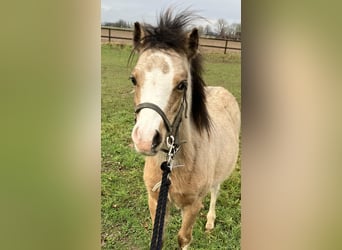 Welsh A (Mountain Pony), Stallion, 1 year, Dun