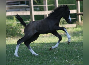 Welsh A (Mountain Pony), Stallion, 1 year, Gray