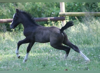 Welsh A (Mountain Pony), Stallion, 1 year, Gray