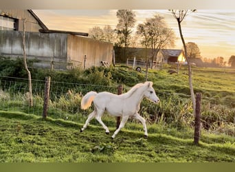 Welsh A (Mountain Pony), Stallion, 1 year, Palomino