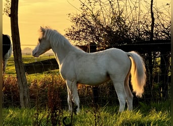 Welsh A (Mountain Pony), Stallion, 1 year, Palomino