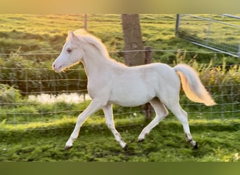 Welsh A (Mountain Pony), Stallion, 1 year, Palomino