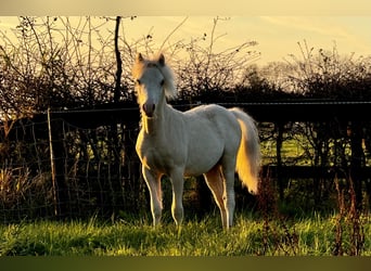 Welsh A (Mountain Pony), Stallion, 1 year, Palomino