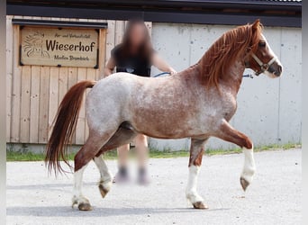 Welsh A (Mountain Pony), Stallion, 2 years, 10.3 hh, Roan-Red