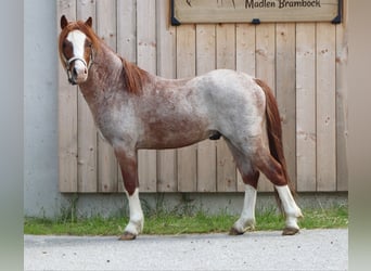 Welsh A (Mountain Pony), Stallion, 2 years, 10.3 hh, Roan-Red