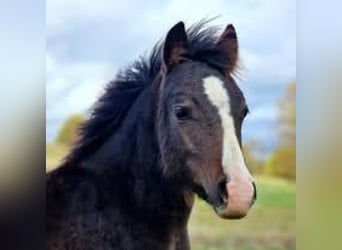 Welsh A (Mountain Pony), Stallion, 2 years, 11,1 hh, Bay-Dark