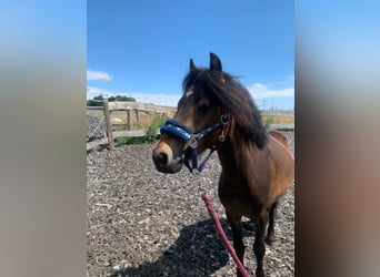 Welsh A (Mountain Pony) Mix, Stallion, 2 years, 11,1 hh, Bay-Dark