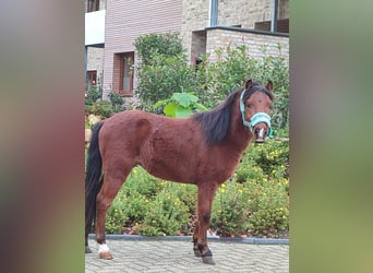 Welsh A (Mountain Pony) Mix, Stallion, 2 years, 11,1 hh, Brown