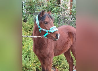 Welsh A (Mountain Pony) Mix, Stallion, 2 years, 11,1 hh, Brown