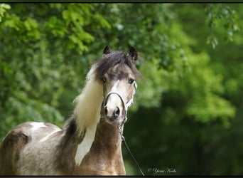 Welsh A (Mountain Pony) Mix, Stallion, 2 years, 11,1 hh, Brown