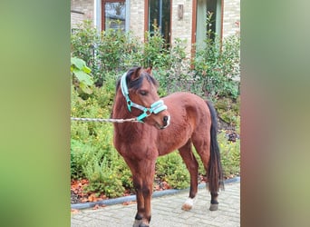 Welsh A (Mountain Pony) Mix, Stallion, 2 years, 11,1 hh, Brown