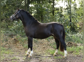 Welsh A (Mountain Pony), Stallion, 2 years, 11,1 hh, Dun