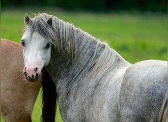 Welsh A (Mountain Pony), Stallion, 2 years, 11,1 hh, Gray