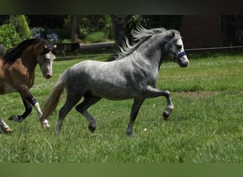 Welsh A (Mountain Pony), Stallion, 2 years, 11,1 hh, Gray