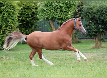 Welsh A (Mountain Pony), Stallion, 2 years, 11.2 hh, Chestnut-Red
