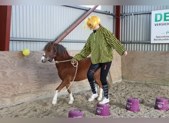 Welsh A (Mountain Pony), Stallion, 2 years, 11.2 hh, Chestnut-Red