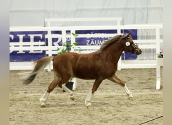 Welsh A (Mountain Pony), Stallion, 2 years, 11.2 hh, Chestnut-Red