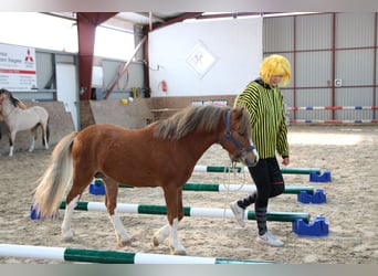 Welsh A (Mountain Pony), Stallion, 2 years, 11.2 hh, Chestnut-Red
