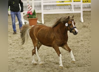 Welsh A (Mountain Pony), Stallion, 2 years, 11.2 hh, Chestnut-Red