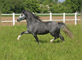 Welsh A (Mountain Pony), Stallion, 2 years, 11.2 hh, Gray-Blue-Tan