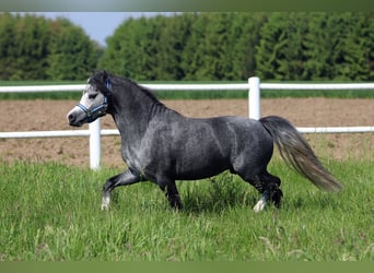 Welsh A (Mountain Pony), Stallion, 2 years, 11.2 hh, Gray-Blue-Tan