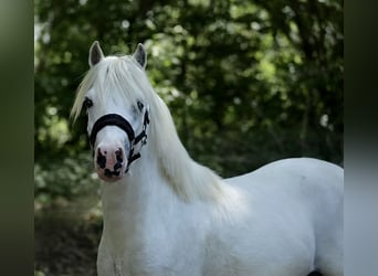 Welsh A (Mountain Pony), Stallion, 2 years, 11.2 hh, Gray