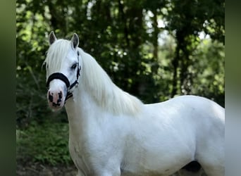 Welsh A (Mountain Pony), Stallion, 2 years, 11.2 hh, Gray