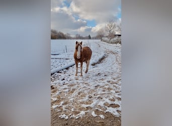 Welsh A (Mountain Pony), Stallion, 2 years, 12.2 hh, Chestnut-Red