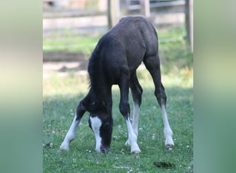 Welsh A (Mountain Pony), Stallion, 2 years, Gray