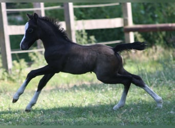 Welsh A (Mountain Pony), Stallion, 2 years, Gray