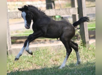 Welsh A (Mountain Pony), Stallion, 2 years, Gray