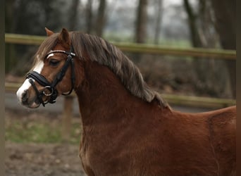 Welsh A (Mountain Pony), Stallion, 3 years, 11,1 hh, Chestnut