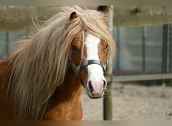 Welsh A (Mountain Pony), Stallion, 3 years, 11.2 hh, Chestnut-Red