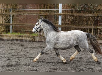 Welsh A (Mountain Pony), Stallion, 3 years, 11,2 hh, Gray