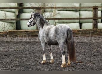 Welsh A (Mountain Pony), Stallion, 3 years, 11,2 hh, Gray