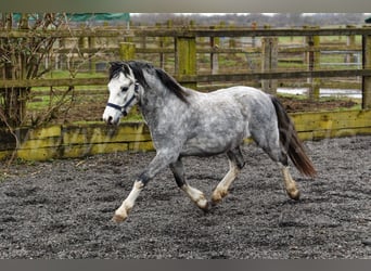 Welsh A (Mountain Pony), Stallion, 3 years, 11,2 hh, Gray