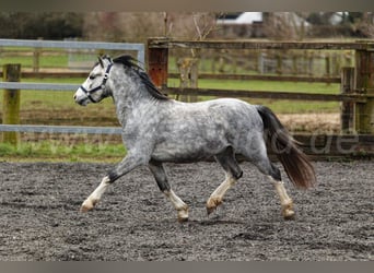 Welsh A (Mountain Pony), Stallion, 3 years, 11,2 hh, Gray