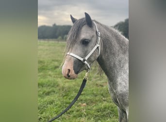 Welsh A (Mountain Pony), Stallion, 3 years, 11,2 hh, Gray