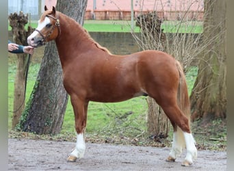 Welsh A (Mountain Pony), Stallion, 3 years, 11.3 hh, Chestnut-Red