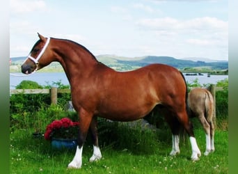 Welsh A (Mountain Pony), Stallion, 4 years, 11.1 hh, Bay-Dark