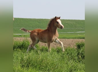 Welsh A (Mountain Pony), Stallion, 4 years, 11.1 hh, Bay-Dark