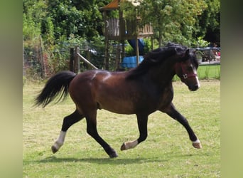 Welsh A (Mountain Pony), Stallion, 4 years, 11.1 hh, Bay-Dark