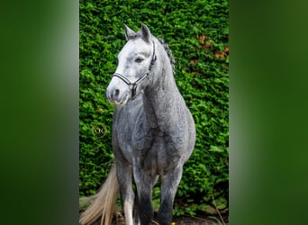 Welsh A (Mountain Pony), Stallion, 4 years, 11.1 hh, Gray