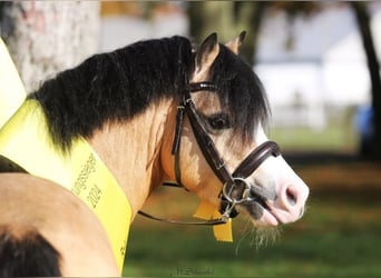 Welsh A (Mountain Pony), Stallion, 4 years, 12 hh, Buckskin