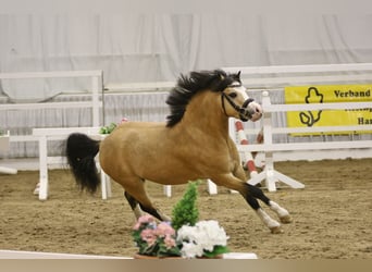 Welsh A (Mountain Pony), Stallion, 4 years, 12 hh, Buckskin