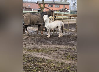 Welsh A (Mountain Pony), Stallion, 5 years, 11.2 hh, Gray-Dapple