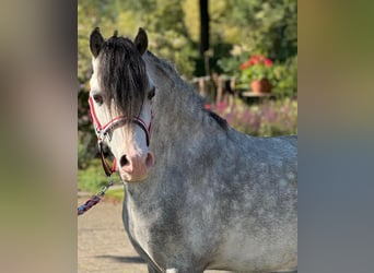 Welsh A (Mountain Pony), Stallion, 5 years, 11,2 hh, Gray