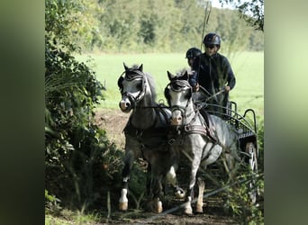 Welsh A (Mountain Pony), Stallion, 5 years, 11,2 hh, Gray